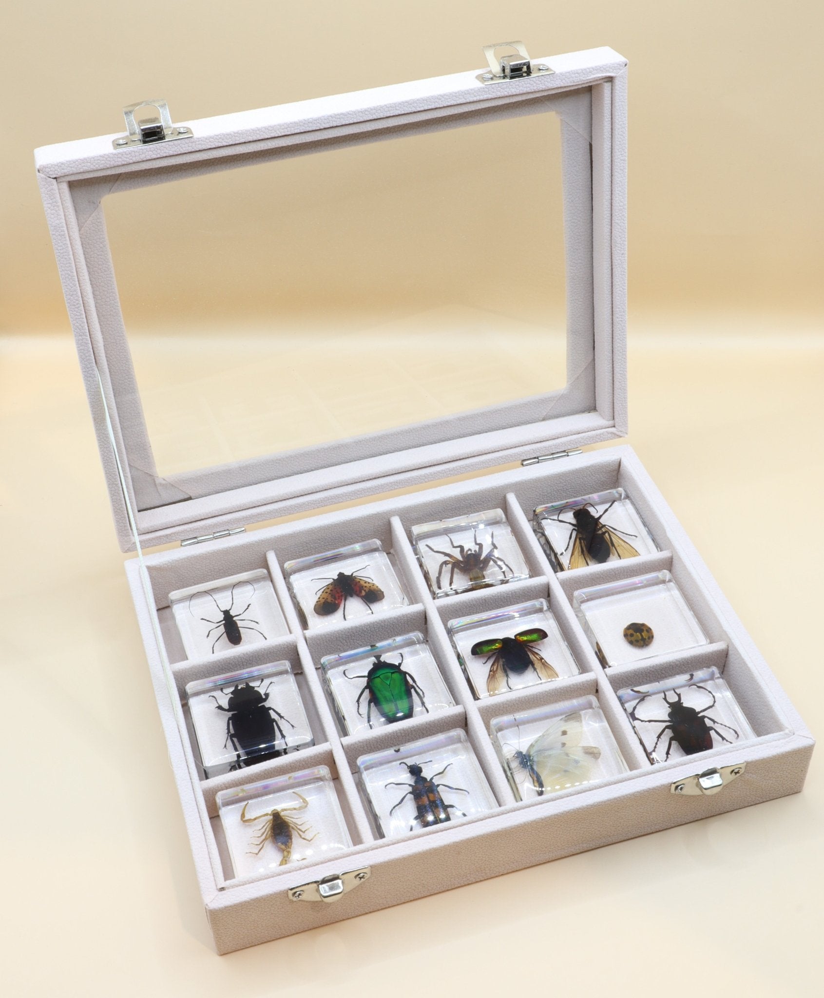 Insect Specimen Resin Set - Against The Grain Childrens Furniture & Essentials