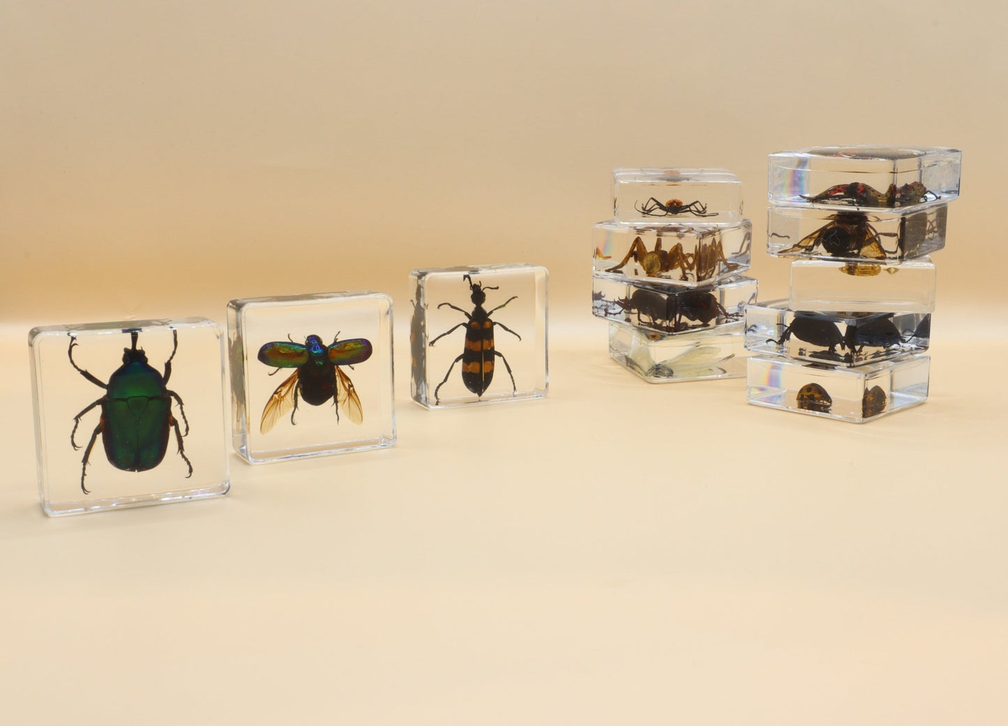 Insect Specimen Resin Set - Against The Grain Childrens Furniture & Essentials